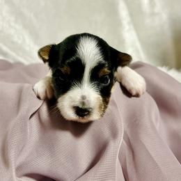 Biewer Terrier Puppies from Dunes Pups
