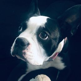 Tegan - Boston Terrier