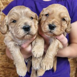 Goldendoodles from Quality Family Dogs