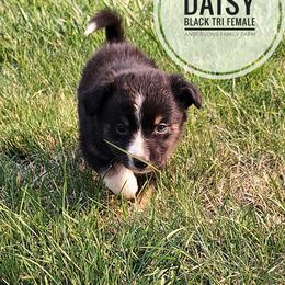 Daisy - Black tri female Miniature Australian Shepherd puppy in Kettle Falls, Washington from Ellie's Miniature Australian Shepherds