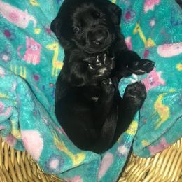 Labrador Retriever Puppies from Mineau’s Farm Labrador Retrievers