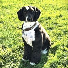 Mae - Aussiedoodle