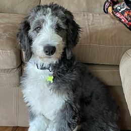 Luna - Bernedoodle
