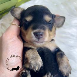Black and Cream female - Black and cream female Dachshund puppy in Nampa, Idaho from Long_and_Low_Dachshunds