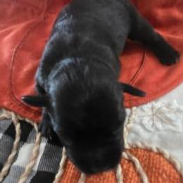 Beautiful Boy - Black male Miniature Schnauzer puppy in Fresno, California from Findell Kennel, LLC