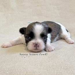 Brindle and White Female - Mint Collar - Brindle and white female Shih Tzu puppy in Waynetown, Indiana from Swaying Sycamore Farm