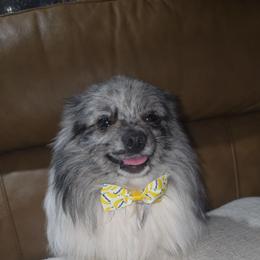 Hunnibunnies Gimzo - Blue merle male Pomeranian puppy in Cleveland, Ohio from Hunnibunnies