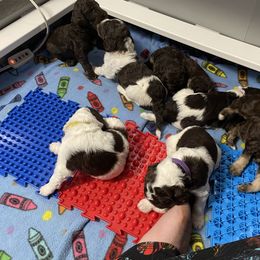 Poodle Puppies from Country Side Kennels
