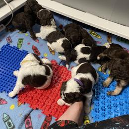 Poodle Puppies from Country Side Kennels
