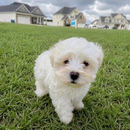 Snowball - White male Maltipoo puppy in Wilson, North Carolina from Fabulous Maltipoos