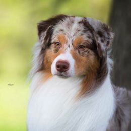 Australian Shepherds from Blue Rock Australian Shepherds