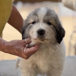 Green - White and badger male Great Pyrenees puppy in Arroyo Grande, California from Wild Bunch Ranch - Home of Le Patou Great Pyrenees