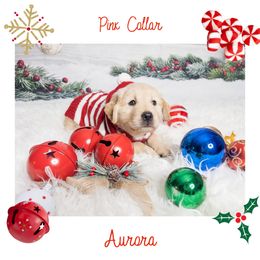 Golden Retriever Puppies from Ruff Life Goldens