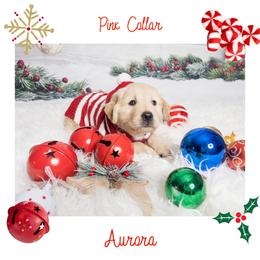 Golden Retriever Puppies from Ruff Life Goldens