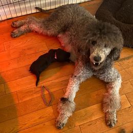 Poodles from Puppy Paradise