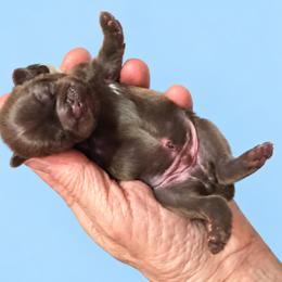 Levi - Chocolate male Shih Tzu puppy in Tallahassee, Florida from Bows and Bow Ties