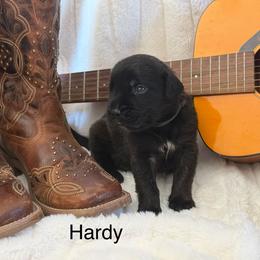 Hardy - Brindle male Mastiff puppy in Sioux Falls, South Dakota from Clearbrook Mastiffs