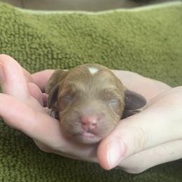 Ruthie - Red female Cavapoo puppy in Glendale, Arizona from Dashing Dogs