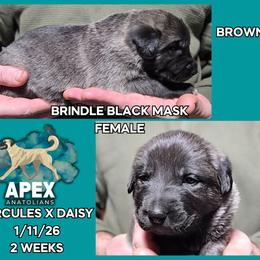 H.D Brown Girl - Brindle female Anatolian Shepherd Dog puppy in Frenchtown, Montana from Apex Anatolians