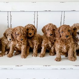 Goldendoodle Puppies from Garside Doodles