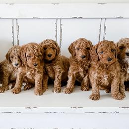 Goldendoodle Puppies from Garside Doodles