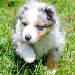 Australian Shepherd Puppies from Platinum Edition