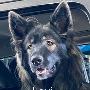 Working Dog Cross All Grown Up from Lone Star King Shepherds