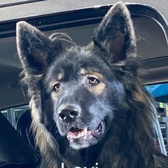 Working Dog Cross All Grown Up from Lone Star King Shepherds