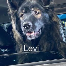 Working Dog Cross All Grown Up from Lone Star King Shepherds