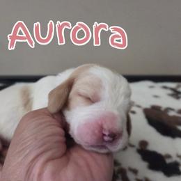 Aurora - Red and white female Basset Hound puppy in Denison, Texas from Emma Lou's Baby Bassets