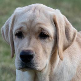 Labrador Retriever puppies from Otter Labradors