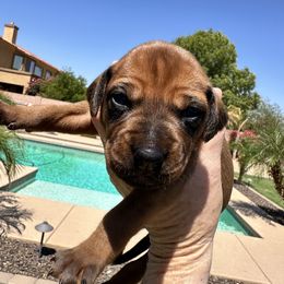 Girl 3 Purple Collar - Rd whtn blk nose female Rhodesian Ridgeback puppy in Surprise, Arizona from Arizona Ridgebacker