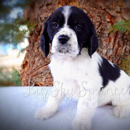Boy 1 - Black and white male English Springer Spaniel puppy in Great Falls, Montana from Big Sky Springers