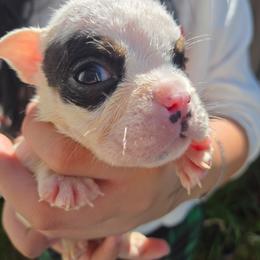 Poe - Chocolate tri-color male Bulldog puppy in Perris, California from Ohana_626_kennels