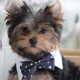 LANCE - Black and gold male Yorkshire Terrier puppy in Hughesville, Missouri from Puppykiss4u