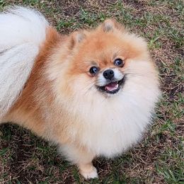 Ollie - Pomeranian