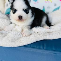 Buttons - Black and white female Pomsky puppy in Yavapai County, Arizona from Pawsh Pomskies