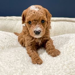 Cavapoo Puppies from SoCal Cavapoos