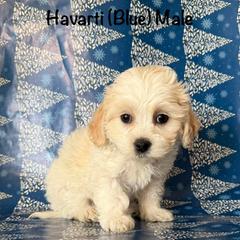 Havarti - Cream male Shichon puppy in De Pere, Wisconsin from Kinzor Kennels