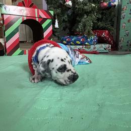 Navy collar boy - White and black male Dalmatian puppy in Wilson, North Carolina from New Horizonz Dalmatians