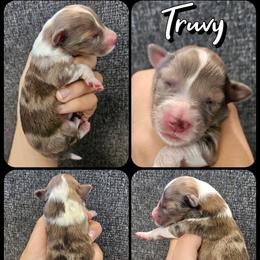 Truvy - Sable merle and white female Shetland Sheepdog puppy in Lebanon, Tennessee from Henotic Homestead's Shetland Sheepdogs