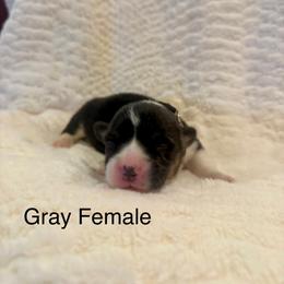 Female 2 - Black and tan female Pembroke Welsh Corgi puppy in La Porte City, Iowa from Cedar River Corgis