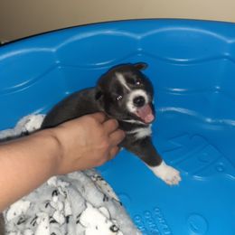 Pomsky Puppies from Ultimate Pomskies LLC