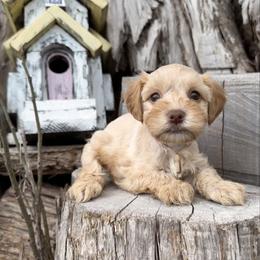 Sazerac - Wheaten female Miniature Schnauzer puppy in Silver Creek, Mississippi from Mamie’s Minis, LLC