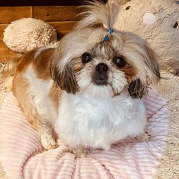Bella - Shih Tzu