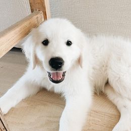 Golden Retriever Puppies from Claiborne Golden