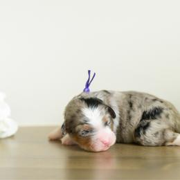 Girl 2 - female Australian Mountain Doodle puppy in Spanish Fork, Utah from K Brand Doodles