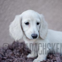 Girl 2 - Cream female Dachshund puppy in Visalia, California from Paradachs Kennels