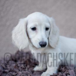 Girl 2 - Cream female Dachshund puppy in Visalia, California from Paradachs Kennels