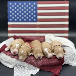 Goldendoodle and Poodle Puppies from Krispydoodle